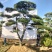 造型松