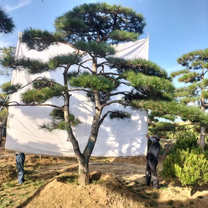 造型松