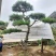 造型松