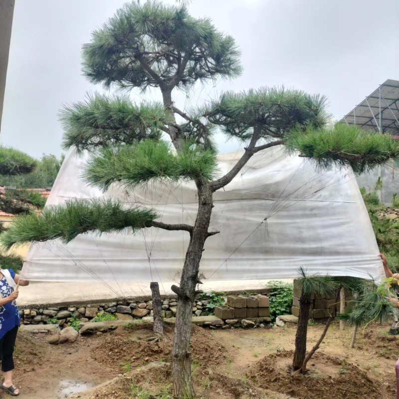 造型松