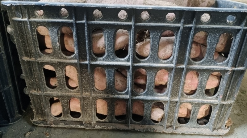 哈密红薯