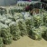 河南周口水洗青萝卜大量供应中，支持各种规格包装，需要联系