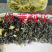 恩施茉莉花茶