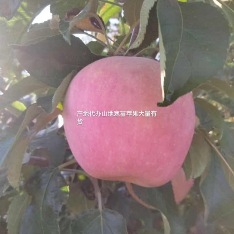 寒富苹果大量有货