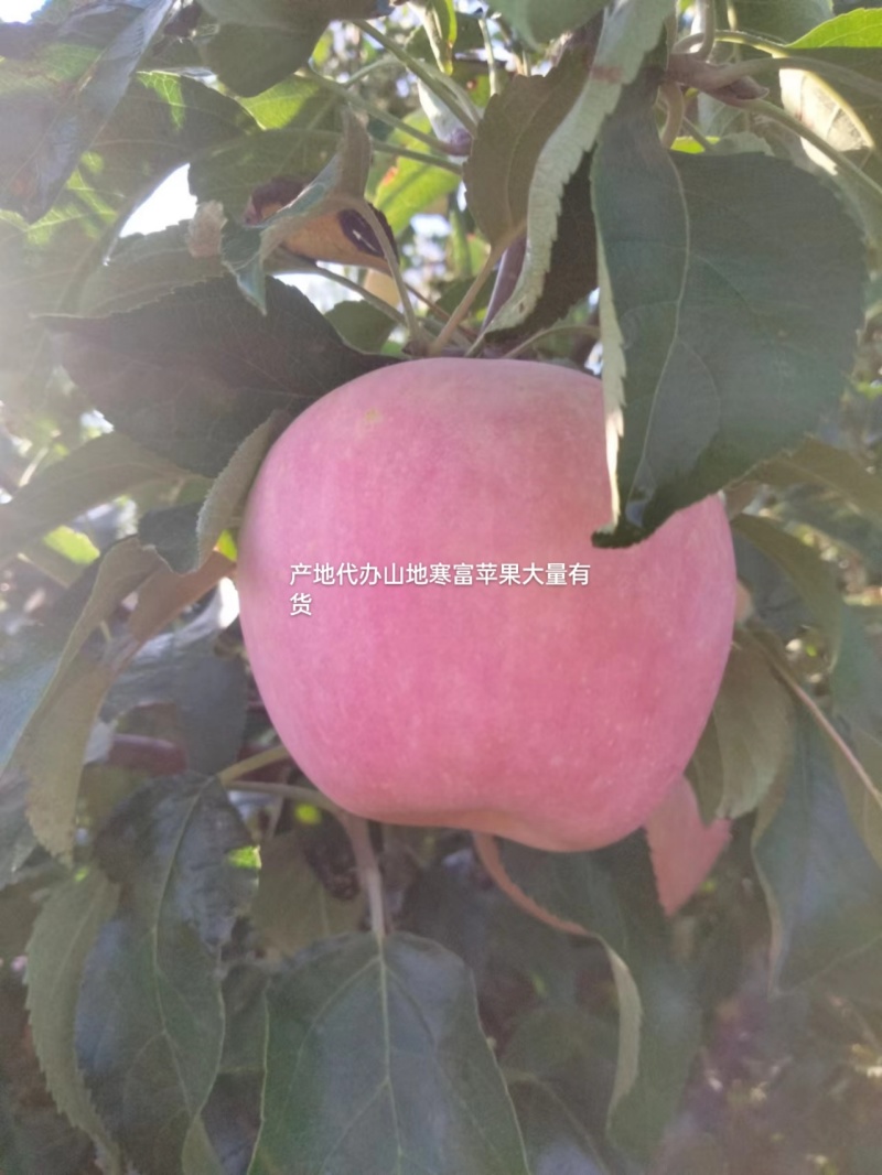 寒富苹果大量有货