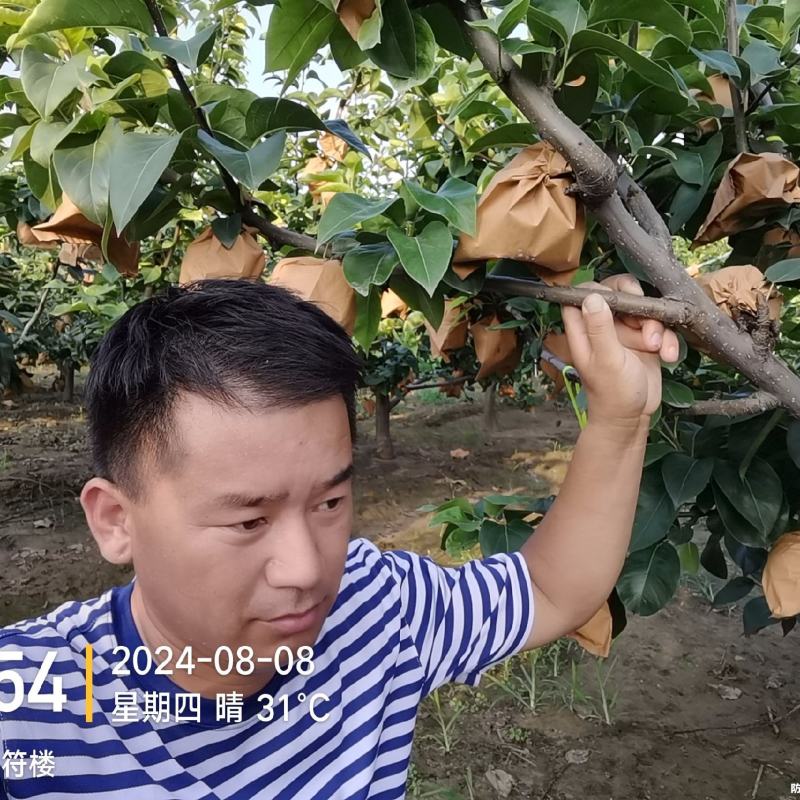 秋月梨树，地址在商丘市宁陵县逻岗镇***********