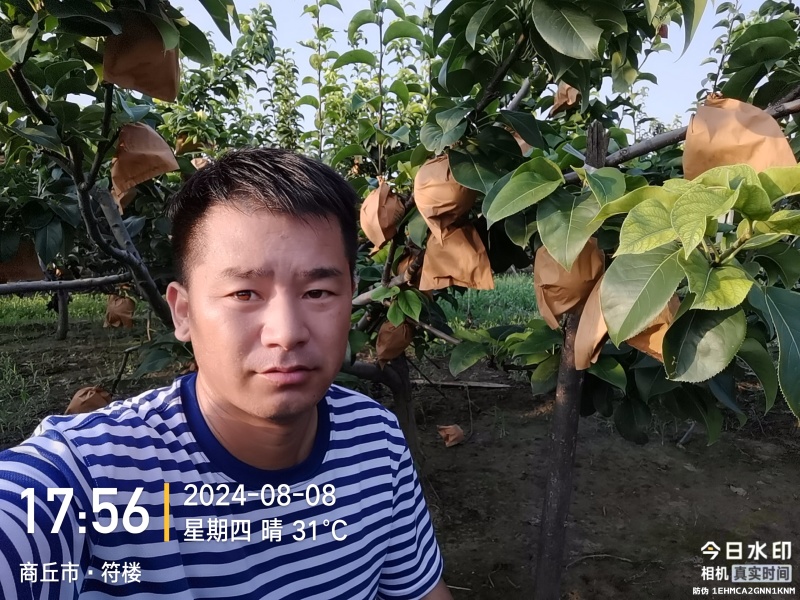 秋月梨树，地址在商丘市宁陵县逻岗镇***********