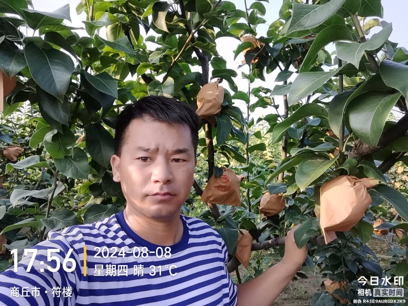 秋月梨树，地址在商丘市宁陵县逻岗镇***********
