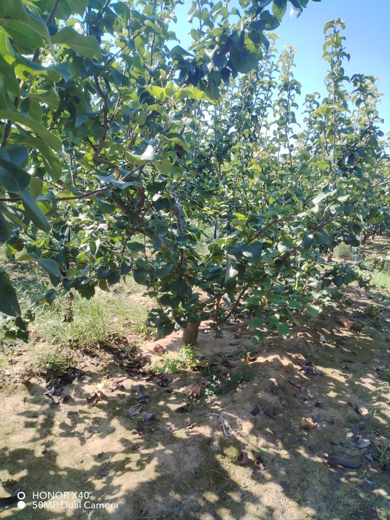 秋月梨树，地址在商丘市宁陵县逻岗镇***********