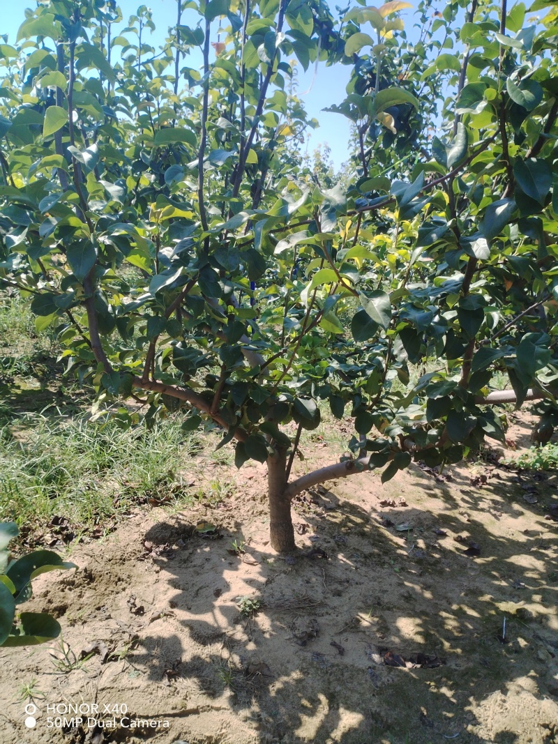 秋月梨树，地址在商丘市宁陵县逻岗镇***********