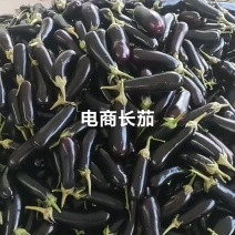 寿光长茄，电商茄子大量有货。源头直供。每天现货。