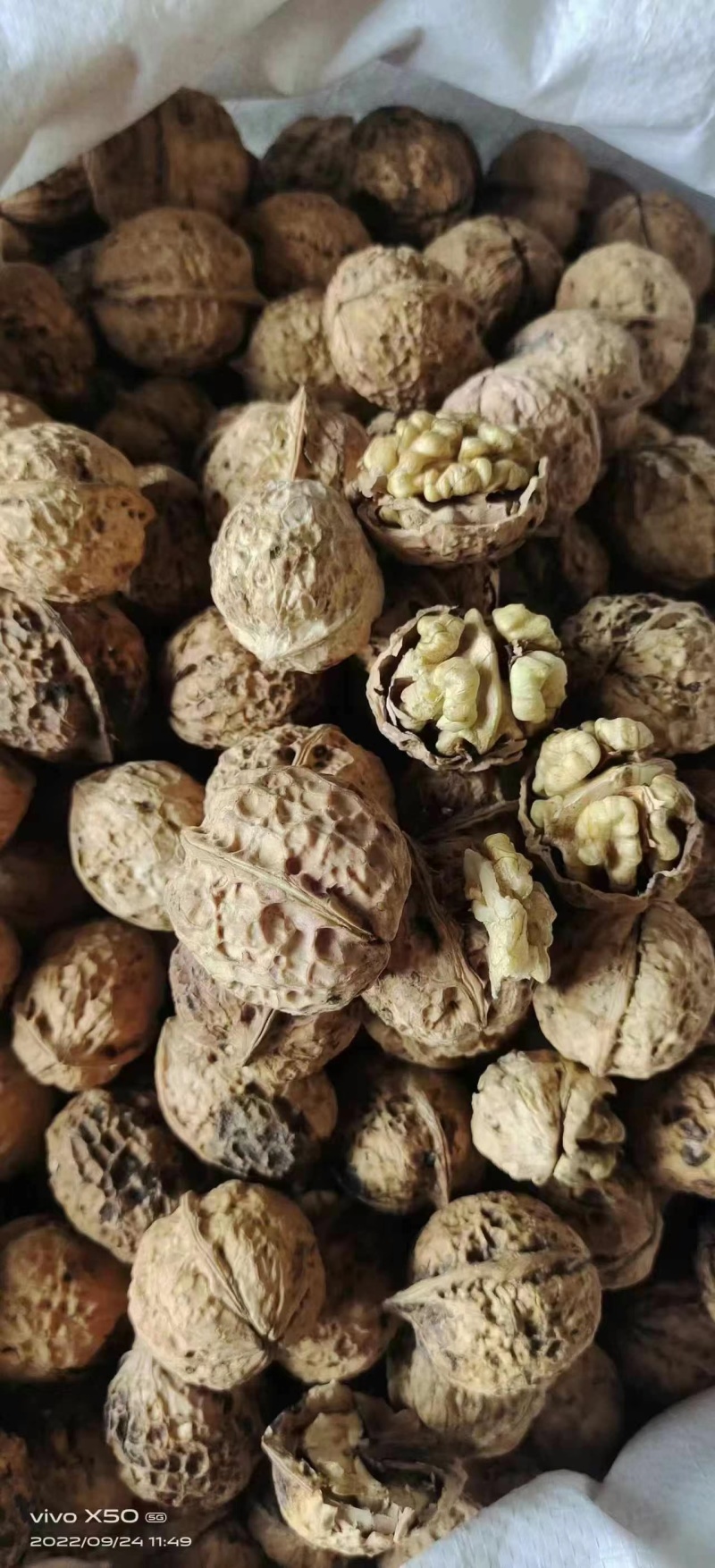 核桃新疆核桃云南麻子核桃薄皮核桃核桃新疆
