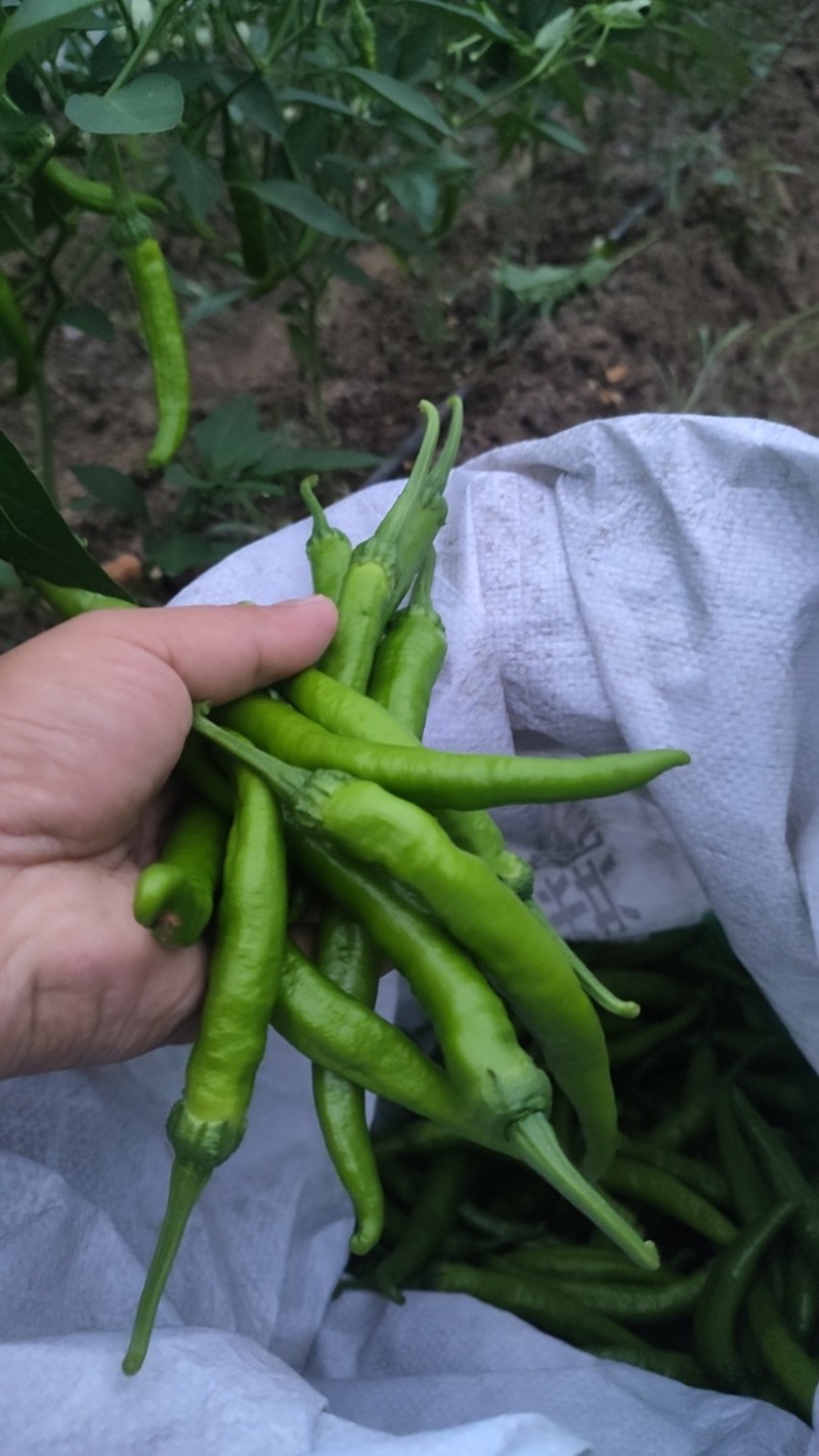 精品湘研55鲜辣椒杭椒大量上市产地供应保质保量