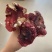 红菇开伞大红菇