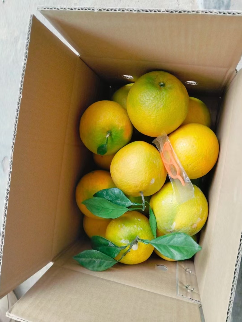 赣州信丰纽荷尔脐橙，源头直供精选水果现摘现，送礼佳品。