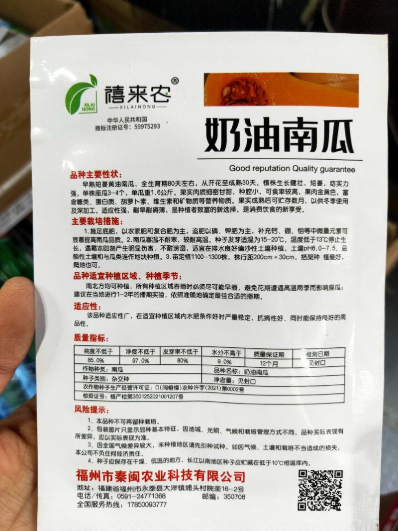 阿根廷奶油南瓜种子早熟高产奶油味香甜粉糯南瓜种子阳台蔬菜