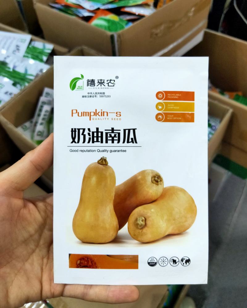 阿根廷奶油南瓜种子早熟高产奶油味香甜粉糯南瓜种子阳台蔬菜
