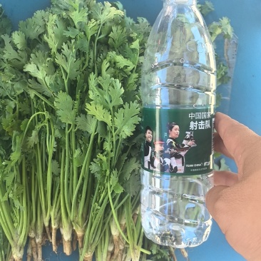 唐山铁杆香菜
