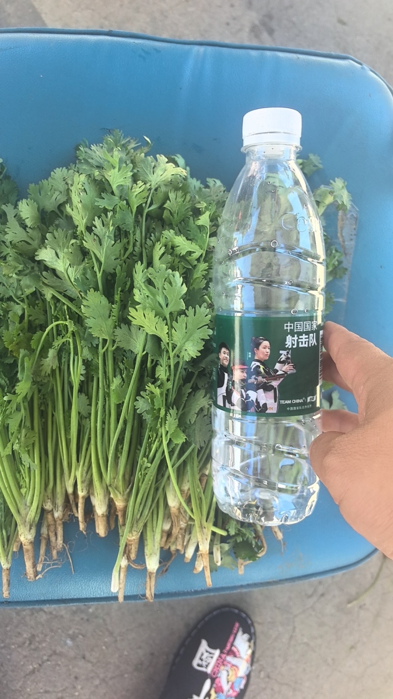 唐山铁杆香菜