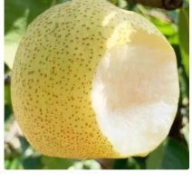 陕西省蒲城酥梨大量有货，大量供应市场货，电商货，