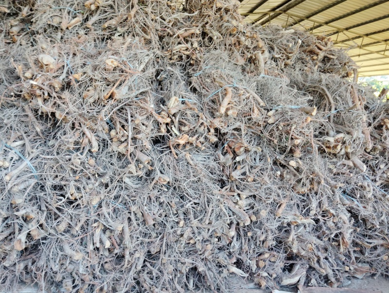 广东桑根（桑白皮）量大从优全国发货保质保量对接全国