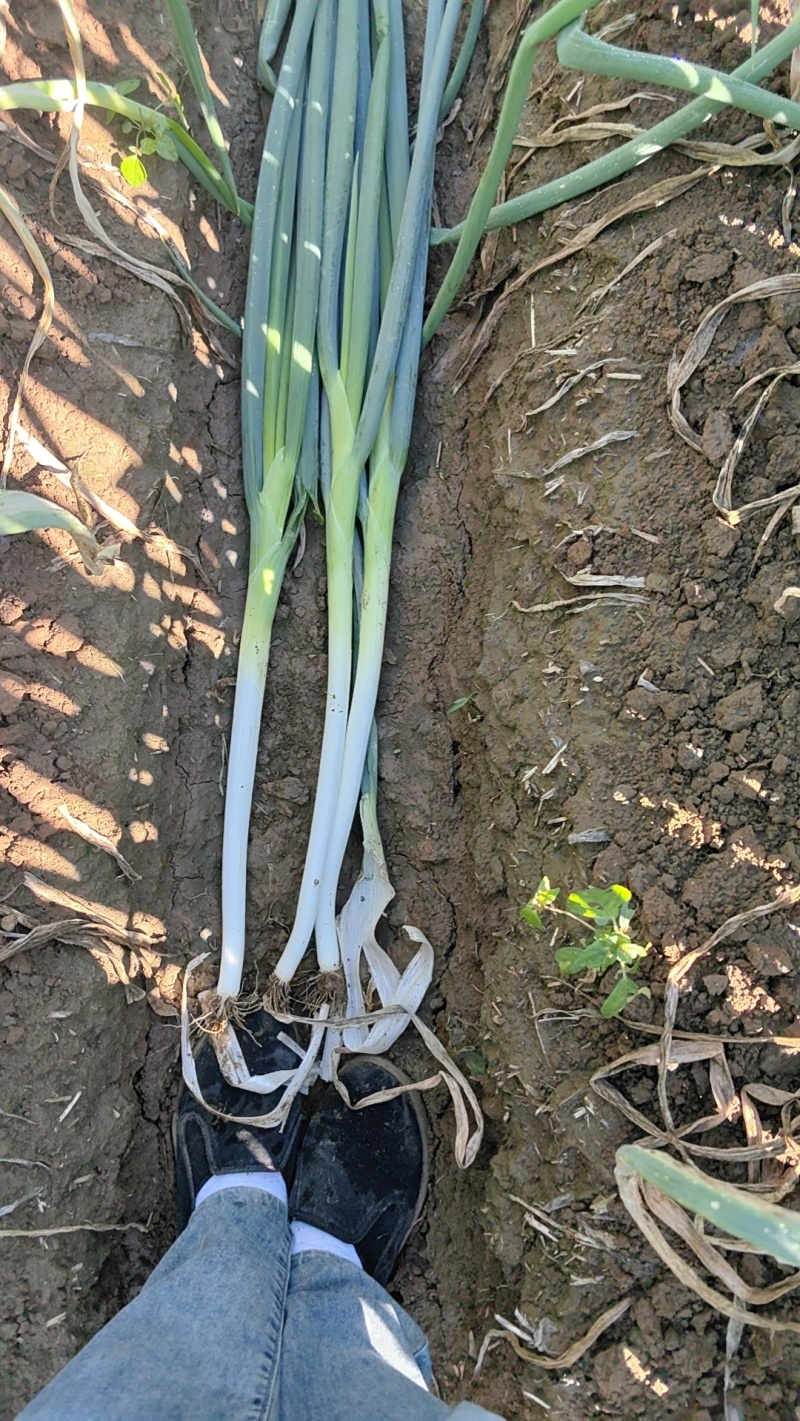 河北邢台隆尧大量有货铁杆大葱欢迎大家来采购大量有货