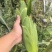 精品水果玉米