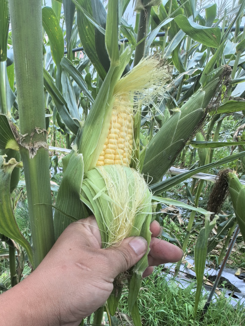 精品水果玉米