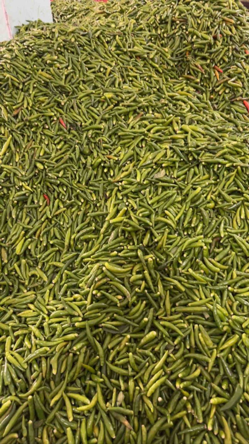 小青椒质量好，量大，诚信经营，长期供应加工厂
