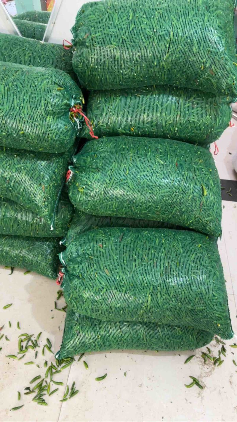 小青椒质量好，量大，诚信经营，长期供应加工厂