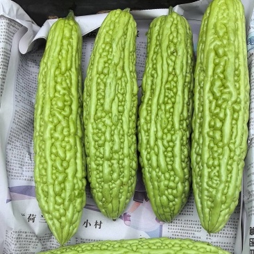青苦