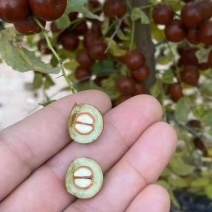 晋酸3号双仁酸枣苗，药用酸枣苗基地