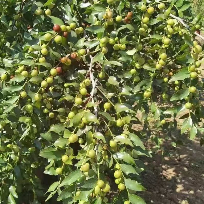 晋酸3号双仁酸枣苗，药用酸枣苗基地