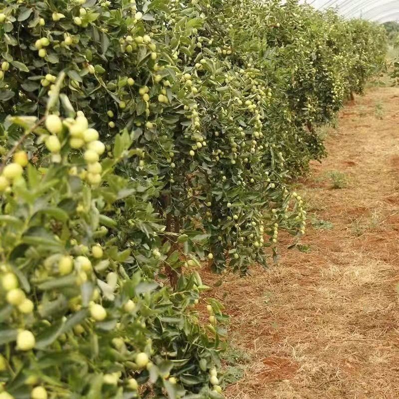晋酸3号双仁酸枣苗，药用酸枣苗基地
