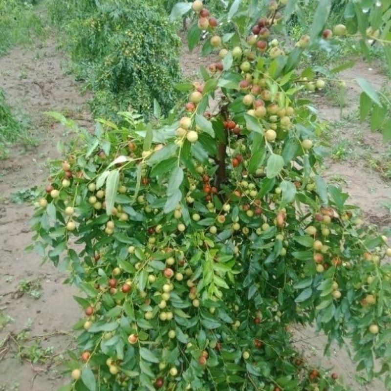 晋酸3号双仁酸枣苗，药用酸枣苗基地