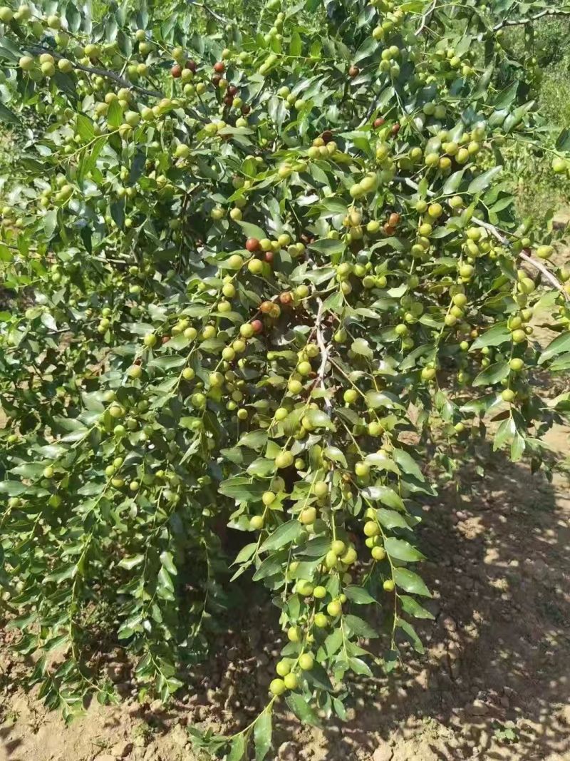 晋酸3号双仁酸枣苗，药用酸枣苗基地
