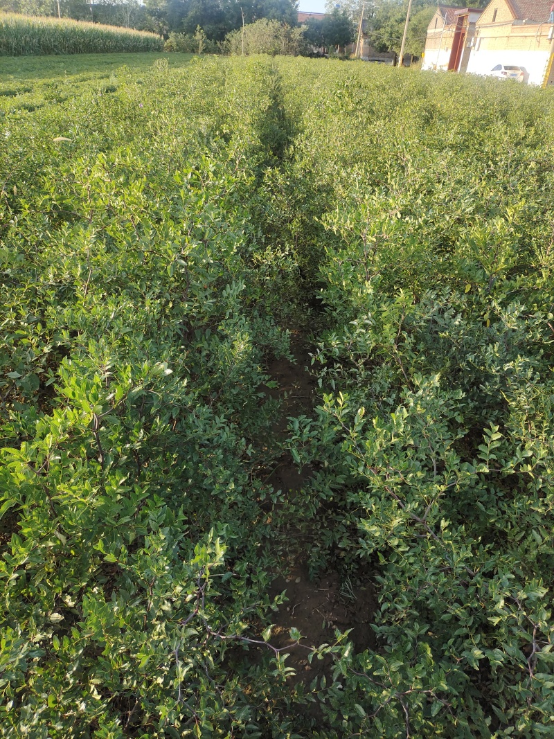 晋酸3号双仁酸枣苗，药用酸枣苗基地