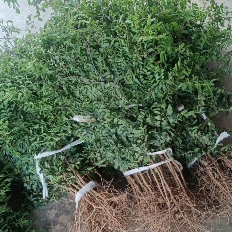 晋酸3号双仁酸枣苗，药用酸枣苗基地