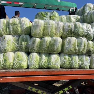 大量现货净菜白某黄必要联系老板