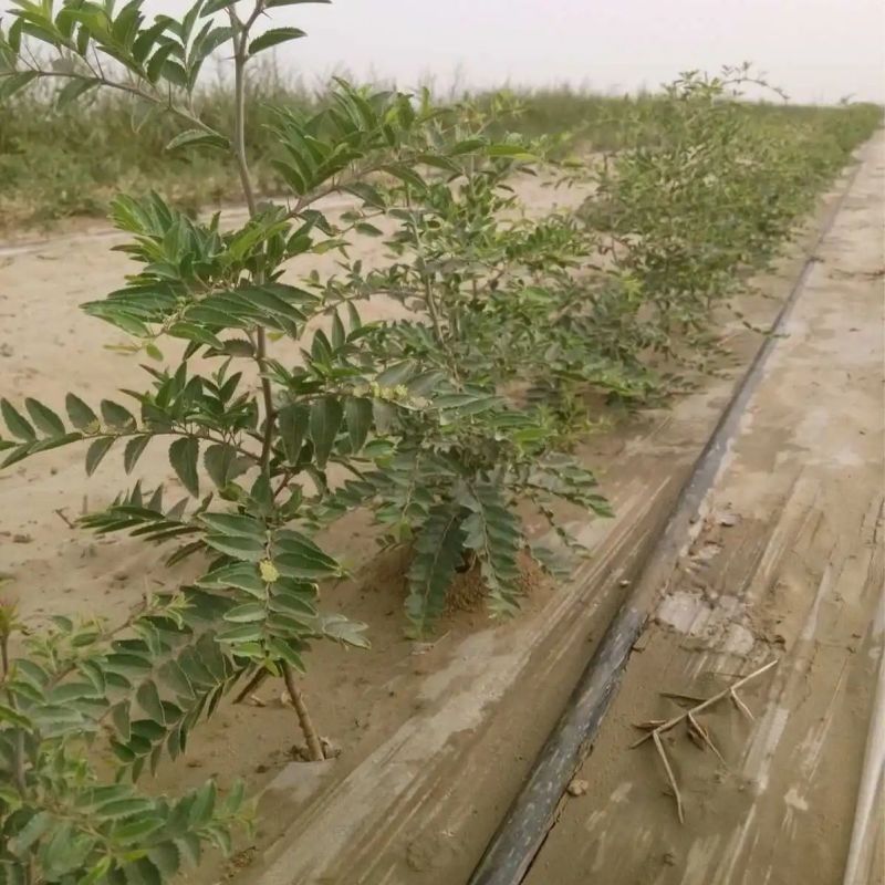 晋酸3号双仁酸枣苗，药用酸枣苗基地