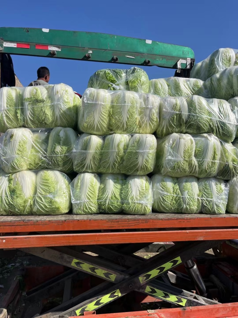 大量现货净菜白某黄必要联系老板