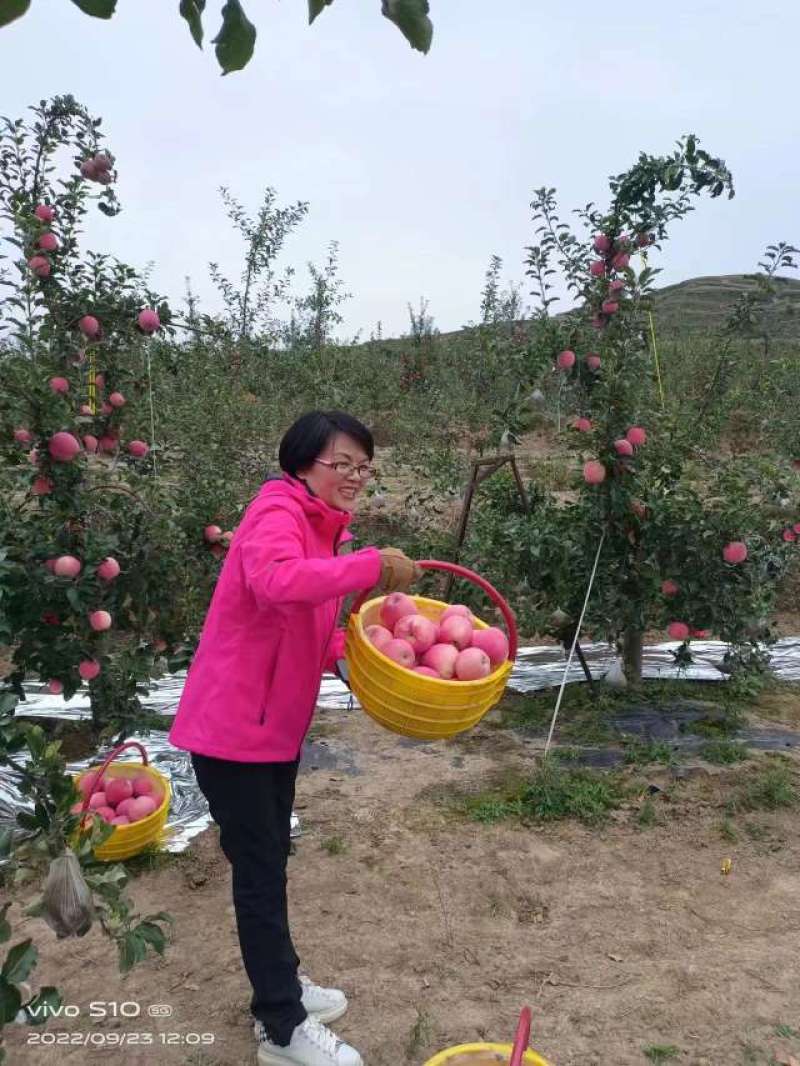 甘肃静宁和通渭交界高山红富士货源足脆甜耐储运来电