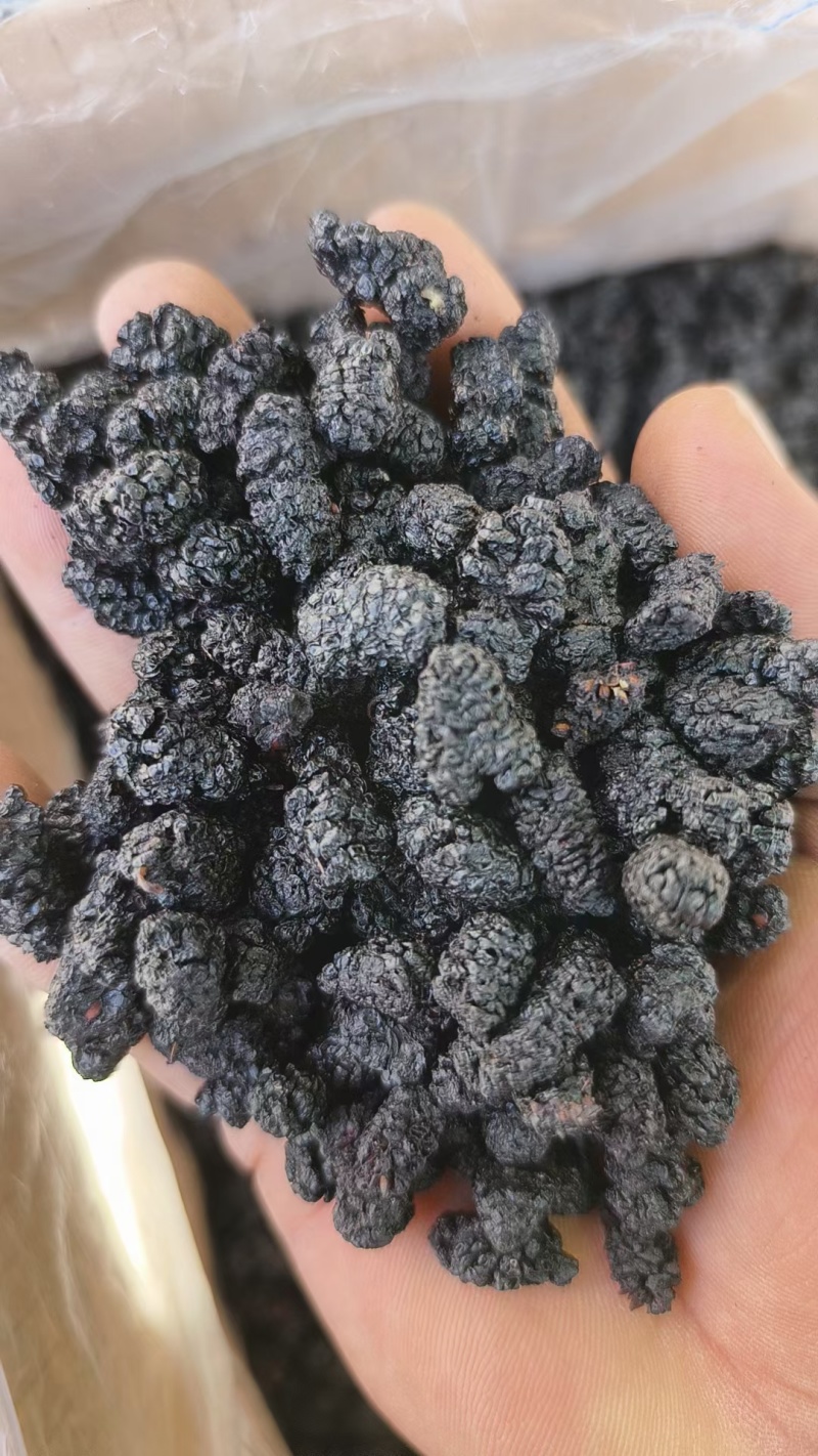 一件代发黑桑葚干各等级都有食品厂专用大量批发
