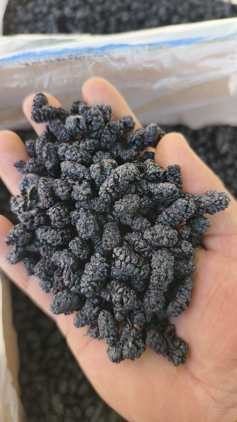 一件代发黑桑葚干各等级都有食品厂专用大量批发