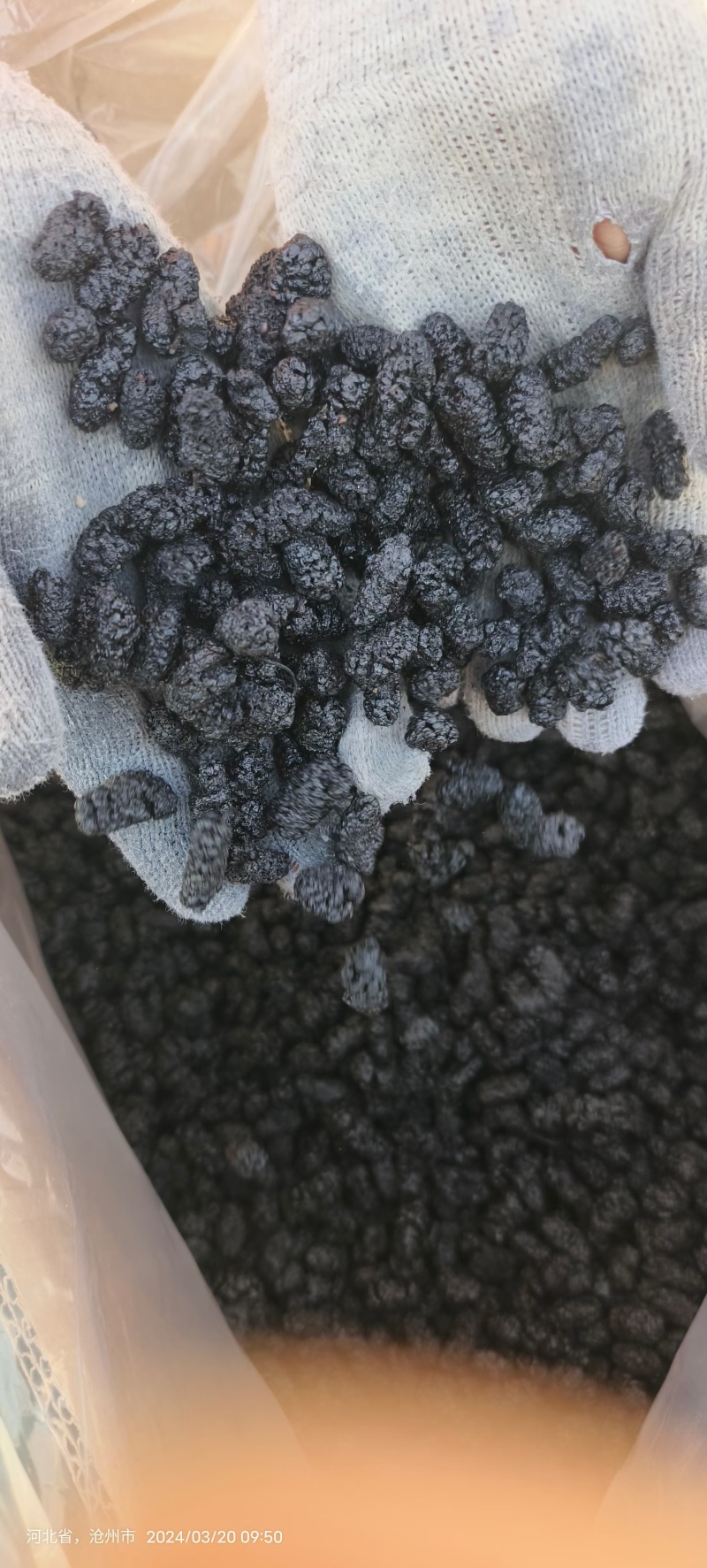 一件代发黑桑葚干各等级都有食品厂专用大量批发