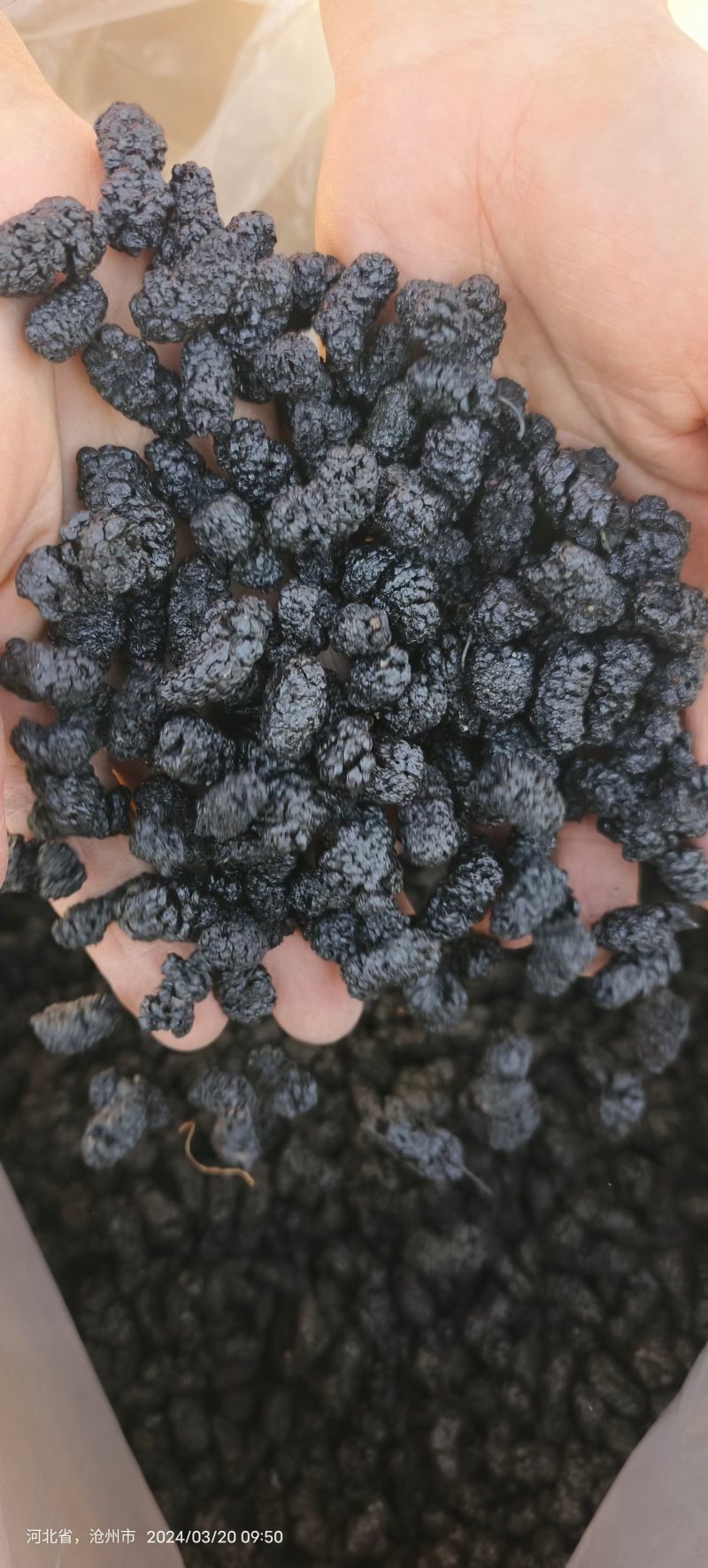 一件代发黑桑葚干各等级都有食品厂专用大量批发