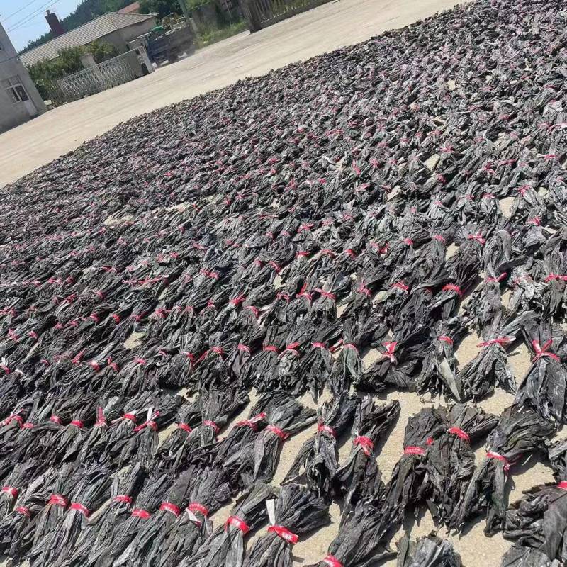 干海带头无沙无杂质高泡发干度好地摊团购爆品欢迎订购