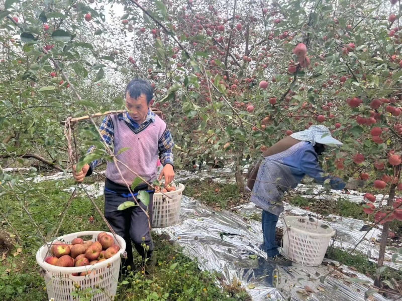 盐源苹果大凉山苹果一件代发电商苹果一件代发
