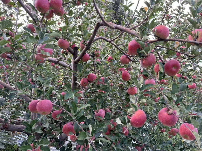 盐源苹果大凉山苹果一件代发电商苹果一件代发