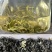 恩施茉莉花茶